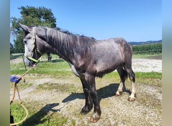 Shire Horse, Stallion, 1 year, 17,2 hh, Grey