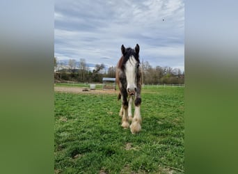 Shire Horse, Stallion, 1 year, 17,2 hh, Grey