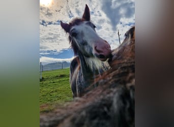 Shire Horse, Stallion, 1 year, 17,2 hh, Grey