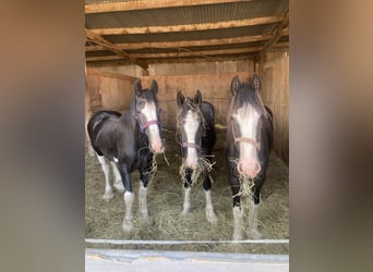 Shire Horse, Stallion, 1 year, 18 hh, Black