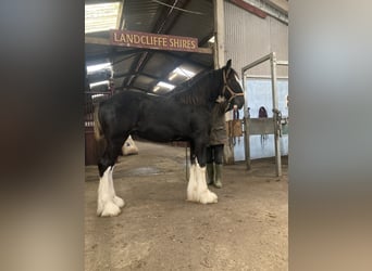 Shire Horse, Stallion, 1 year, 18 hh, Black