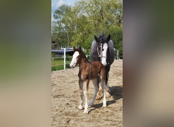 Shire Horse, Stallion, 1 year, 18 hh, Brown
