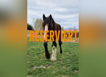 Shire Horse, Stallion, 1 year, 18 hh, Brown