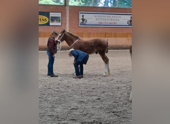 Shire Horse, Stallion, 1 year