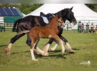 Shire Horse, Stallion, 1 year, Bay