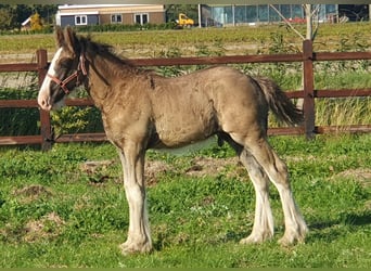 Shire Horse, Stallion, 1 year, Black