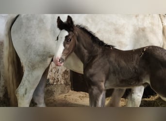 Shire Horse, Stallion, 1 year, Brown