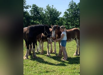 Shire Horse, Stallion, 1 year