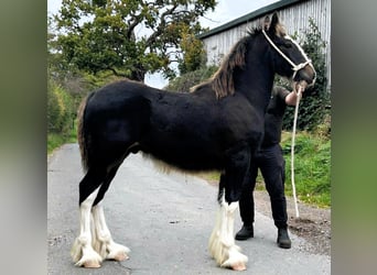 Shire Horse, Stallion, 1 year