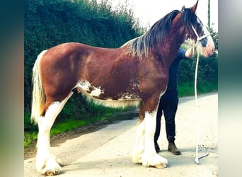 Shire Horse, Stallion, 1 year