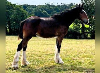 Shire Horse, Stallion, 1 year