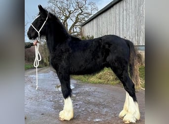 Shire Horse, Stallion, 1 year