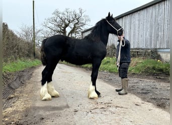 Shire Horse, Stallion, 1 year
