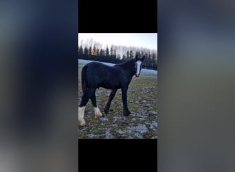 Shire Horse, Stallion, 2 years, 15,2 hh, Can be white