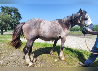 Shire Horse, Stallion, 2 years, 16.3 hh, Grey