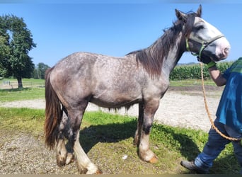 Shire Horse, Stallion, 2 years, 16.3 hh, Grey