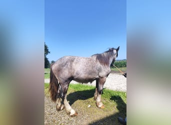 Shire Horse, Stallion, 2 years, 16.3 hh, Grey