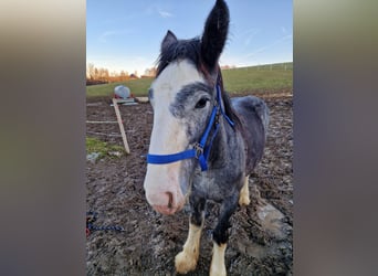 Shire Horse, Stallion, 2 years, 16.3 hh, Grey