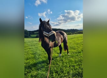 Shire Horse Mix, Hengst, 2 Jahre, 16 hh, Rappe