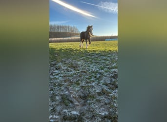 Shire Horse, Stallion, 2 years, 16,3 hh, Grey