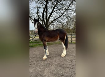 Shire Horse, Stallion, 2 years, 17.1 hh, Smoky-Black