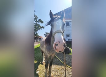 Shire Horse, Stallion, 2 years, 17.2 hh, Grey