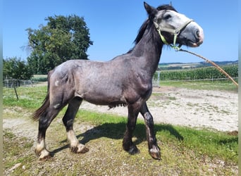 Shire Horse, Stallion, 2 years, 17.2 hh, Grey