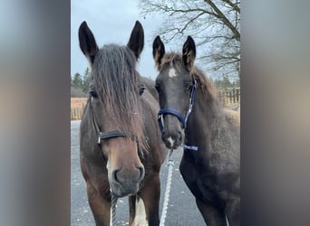 Shire Horse, Stallion, 2 years, 17 hh, Black