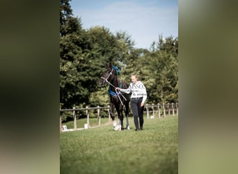 Shire Horse, Stallion, 2 years, 17 hh, Black