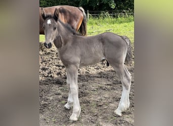 Shire Horse, Stallion, 2 years, 17 hh, Black
