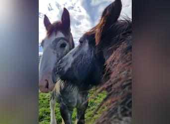 Shire Horse, Stallion, 2 years, 17,2 hh, Grey