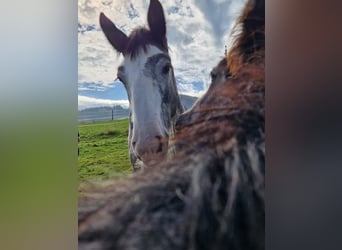 Shire Horse, Stallion, 2 years, 17,2 hh, Grey