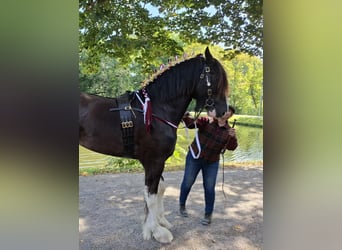 Shire Horse, Stallion, 2 years, Black
