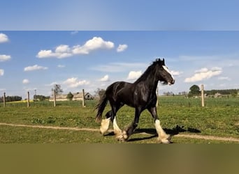 Shire Horse, Stallion, 3 years, 17,2 hh, Brown