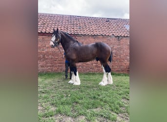 Shire Horse, Stallion, 3 years, 18 hh, Bay
