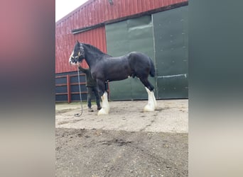 Shire Horse, Stallion, 3 years, 18 hh, Black