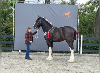 Shire Horse, Stallion, 3 years, Black
