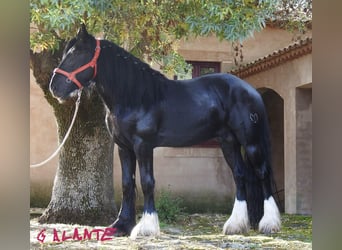 Shire Horse, Hengst, 4 Jahre, 18 hh, Rappe