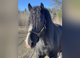 Shire Horse, Stallion, 4 years, 18,1 hh, Black