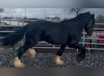 Shire Horse, Stallion, 5 years, 17.2 hh, Black