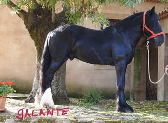 Shire Horse, Stallion, 5 years, 18 hh, Black