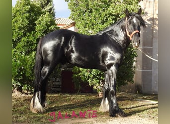 Shire Horse, Stallion, 5 years, 18 hh, Black