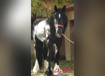 Shire Horse, Stallion, 6 years, 18 hh, Black