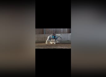 Shire Horse, Stallion, 6 years, 18 hh, Can be white
