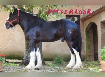 Shire Horse, Stallion, 7 years, 18,1 hh, Brown