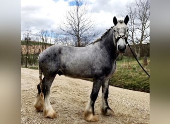 Shire Horse, Stallion, 7 years, 18 hh, Can be white