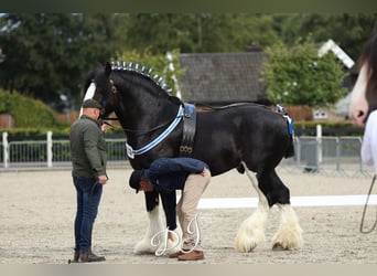Shire Horse, Stallion, 8 years, 17.2 hh, Black