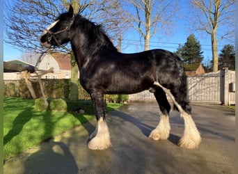 Shire Horse, Stallion, 8 years, 17.2 hh, Black