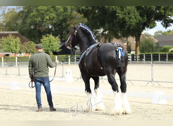 Shire Horse, Stallion, 8 years, 17.2 hh, Black