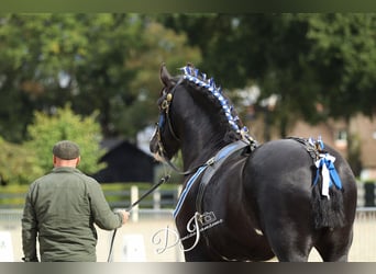 Shire Horse, Stallion, 8 years, 17.2 hh, Black